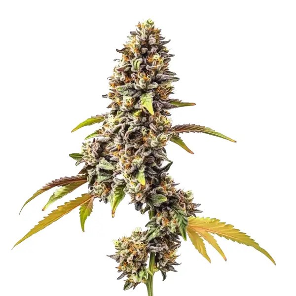 Tahoe OG Auto cannabis seeds from Blimburn Seeds