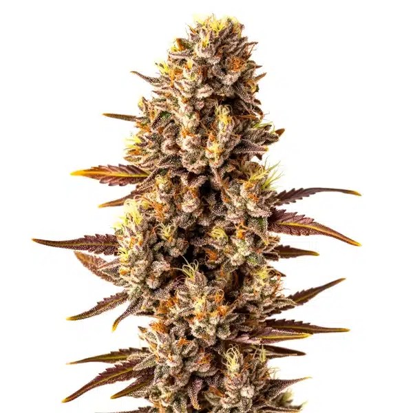 Tropicana Cookies Fast Version cannabis seeds from Blimburn Seeds