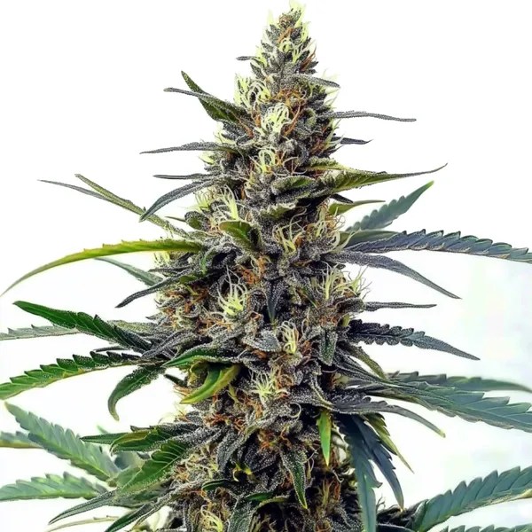 Star Killer Fast Version cannabis seeds from Blimburn Seeds