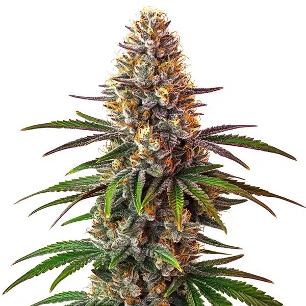 Cake Bomb Regular cannabis seeds from Blimburn Seeds