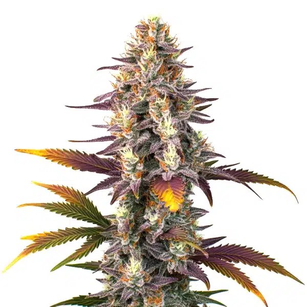 Kush Mints Regular cannabis seeds from Blimburn Seeds