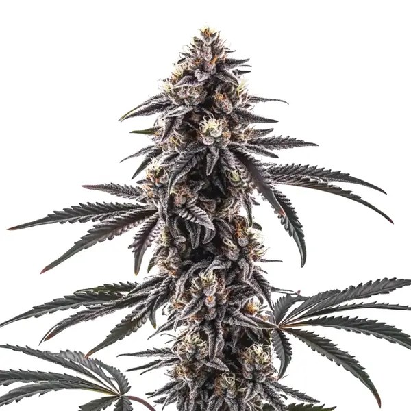 MAC1 Regular cannabis seeds from Blimburn Seeds