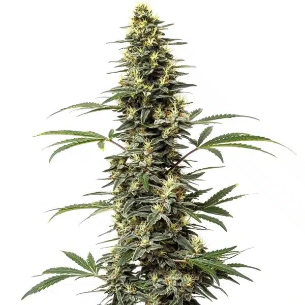 Amnesia Hypro cannabis seeds from Blimburn Seeds