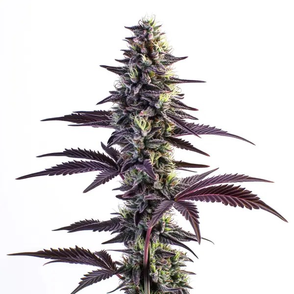 Blue Grape Fuel cannabis seeds from Blimburn Seeds