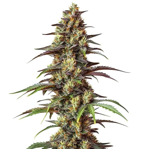 Bruce Banner Regular cannabis seeds from Blimburn Seeds