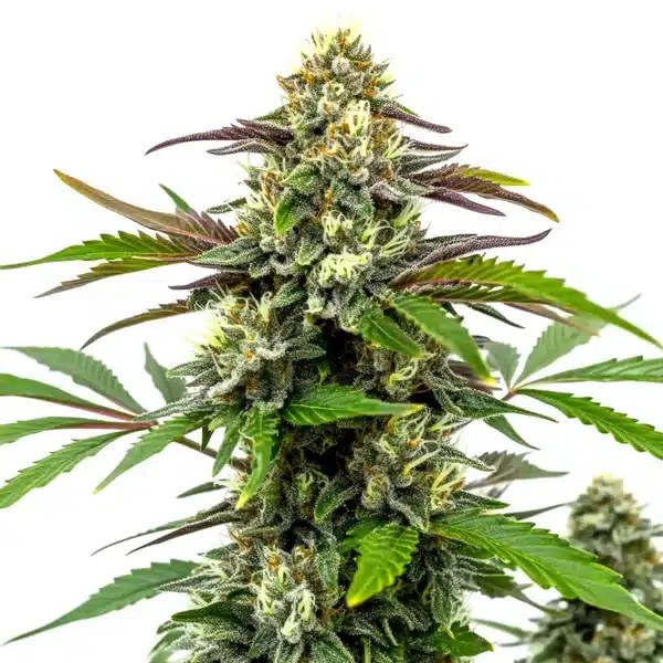 Bubble Gum Sherb cannabis seeds from Blimburn Seeds