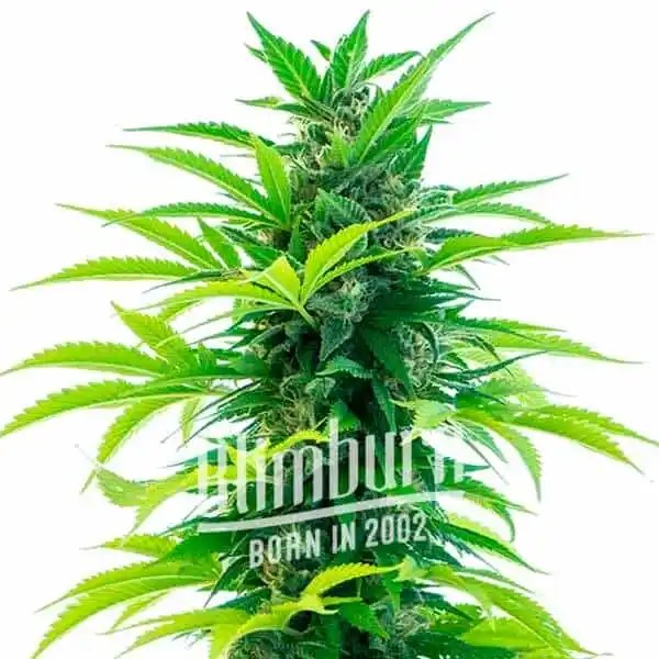 Colombian Gold Auto cannabis seeds from Blimburn Seeds