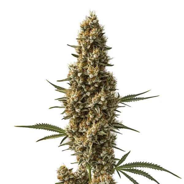 Coma cannabis seeds from Blimburn Seeds