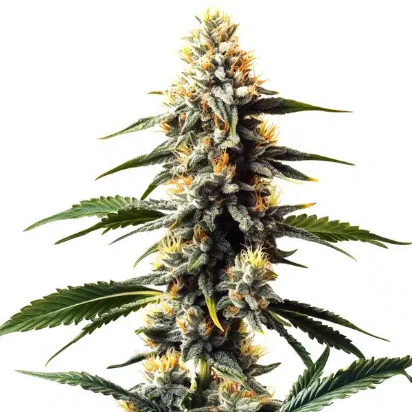 Critic Boom cannabis seeds from Blimburn Seeds