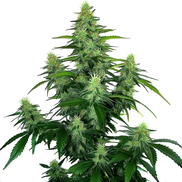 Deelite Autoflower cannabis seeds from Blimburn Seeds