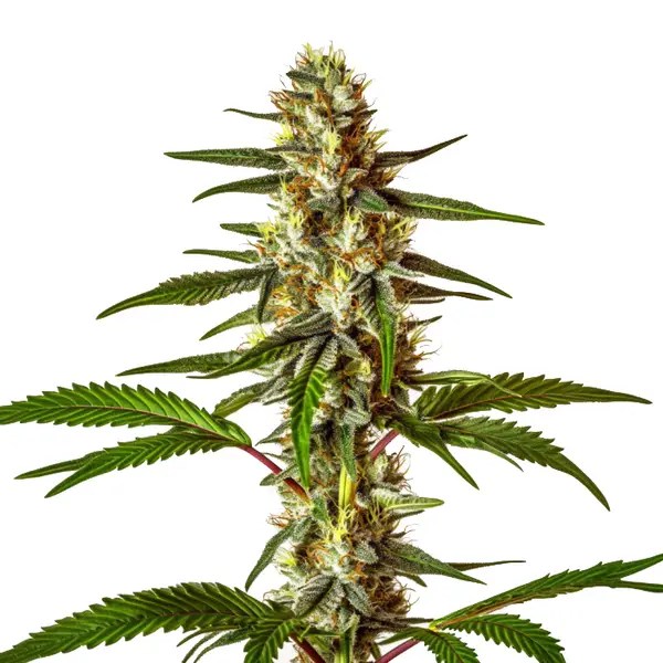 Do-Si-Dos Fast Version cannabis seeds from Blimburn Seeds