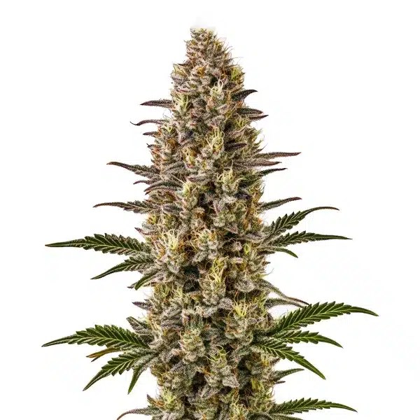 Gelonade cannabis seeds from Blimburn Seeds