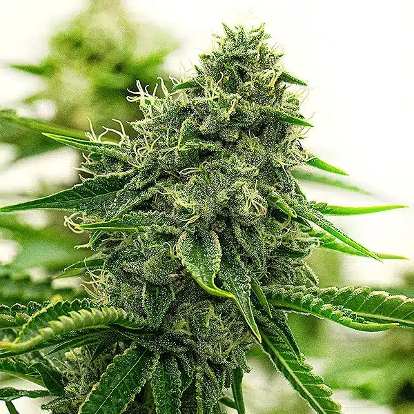 Hippo High cannabis seeds from Blimburn Seeds