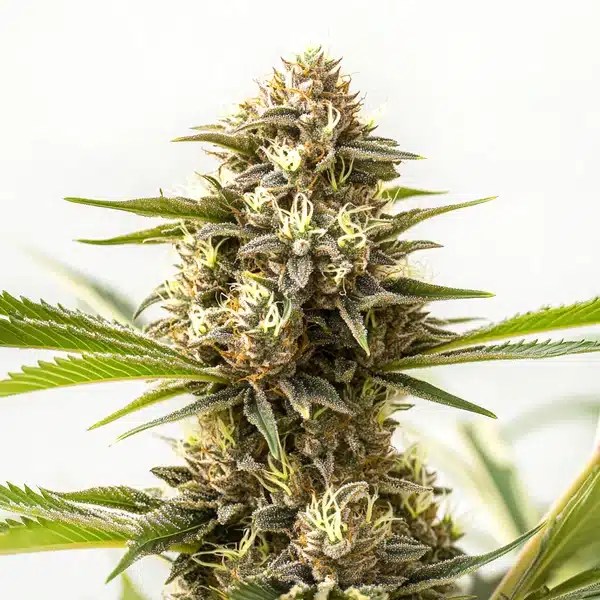 Nemesis cannabis seeds from Blimburn Seeds