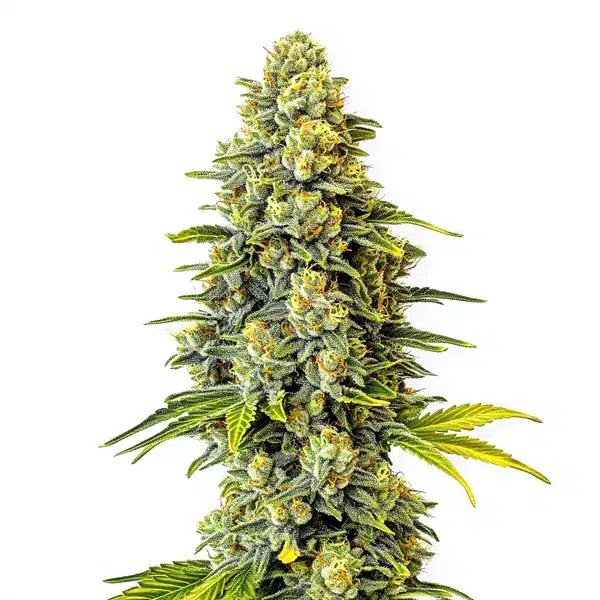 Original Glue cannabis seeds from Blimburn Seeds