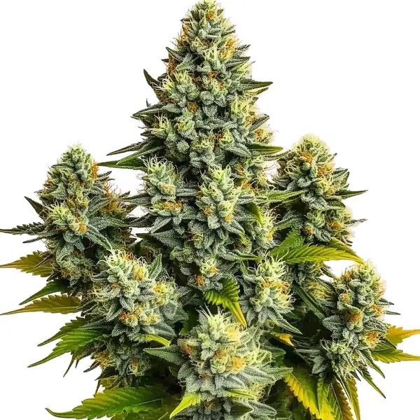 Pineapple Chunk cannabis seeds from Blimburn Seeds
