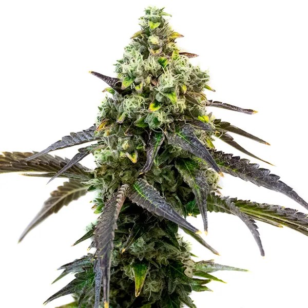 RS11 cannabis seeds from Blimburn Seeds