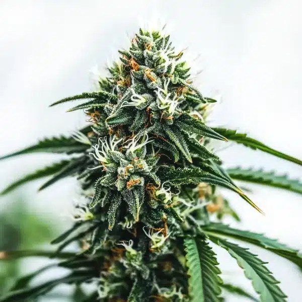 Scrambler Haze cannabis seeds from Blimburn Seeds