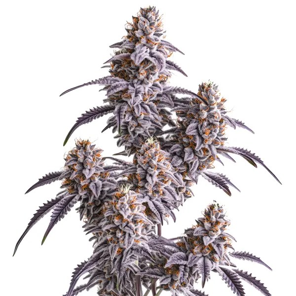 Slurricane cannabis seeds from Blimburn Seeds