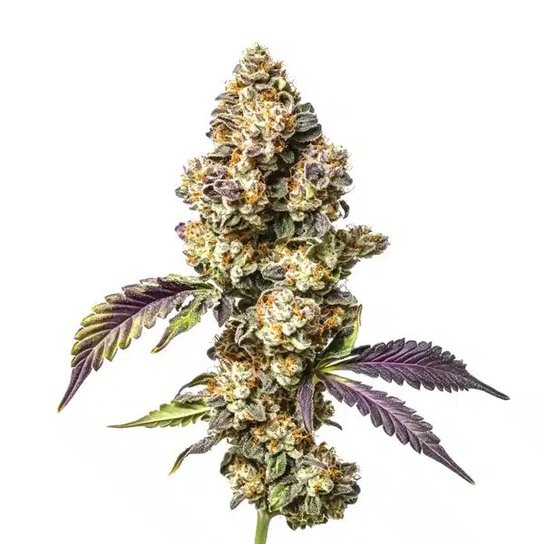 Sour Mac cannabis seeds from Blimburn Seeds
