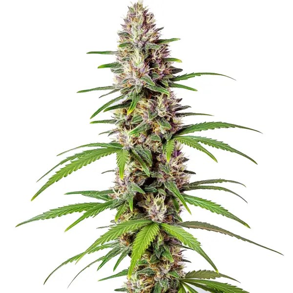 Sugar Haze Fast Version cannabis seeds from Blimburn Seeds