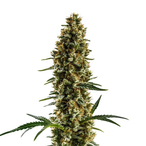 Sugar Haze Regular cannabis seeds from Blimburn Seeds