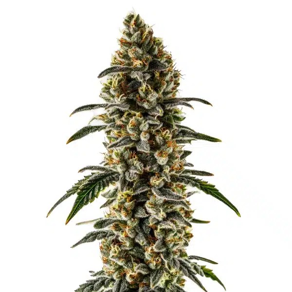 Sweet Zombie cannabis seeds from Blimburn Seeds