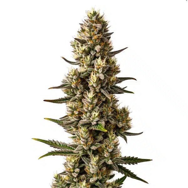 Velvet Lushers cannabis seeds from Blimburn Seeds