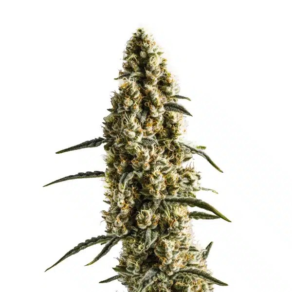 Yumbolt Banana cannabis seeds from Blimburn Seeds