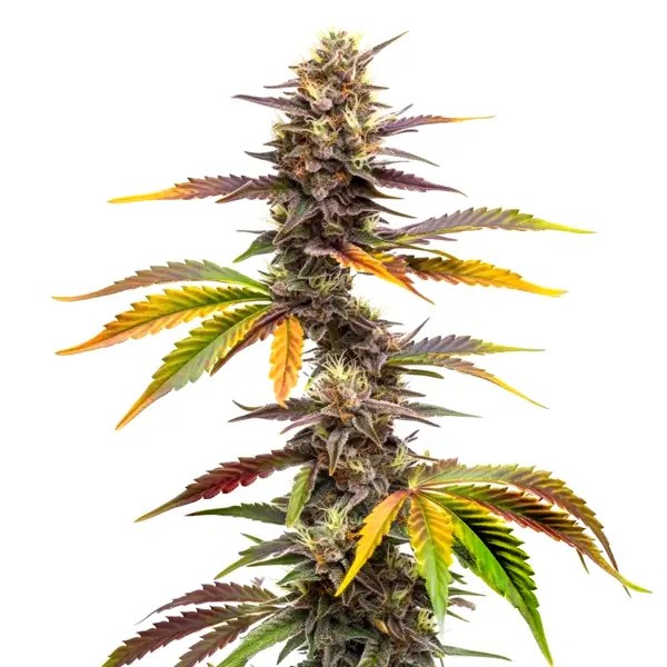 Zwonka cannabis seeds from Blimburn Seeds