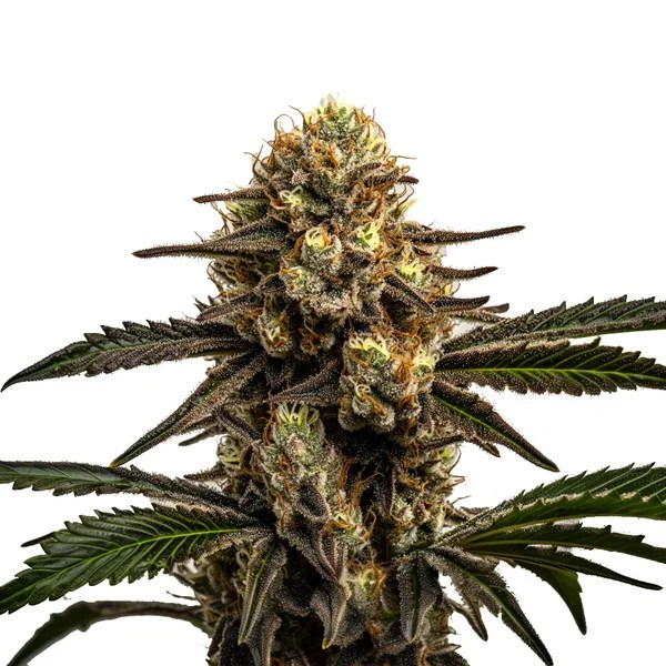 Apple Fritter cannabis seeds from Blimburn Seeds