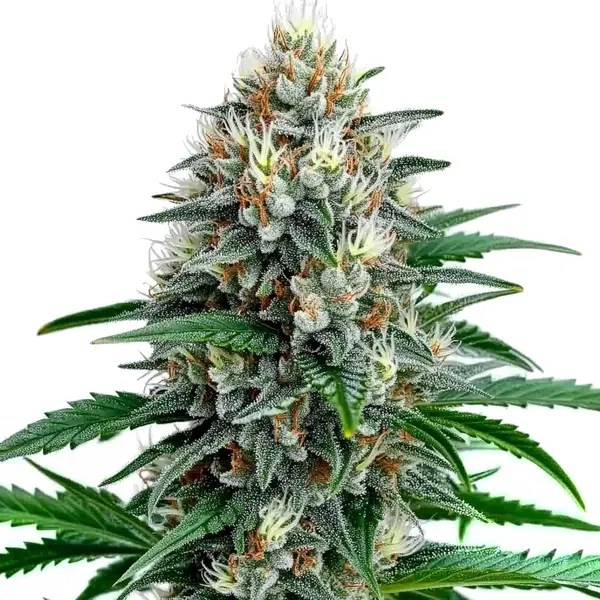 Fire Alien Strawberry x Mac Rillaz F1 cannabis seeds from Blimburn Seeds