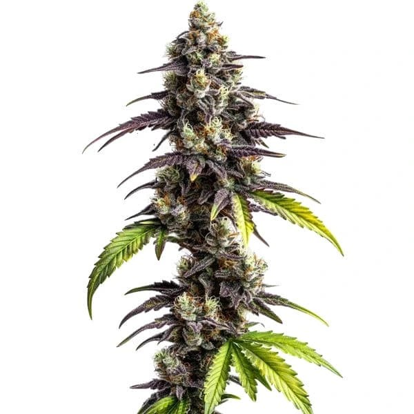 Ghost Train Power cannabis seeds from Blimburn Seeds