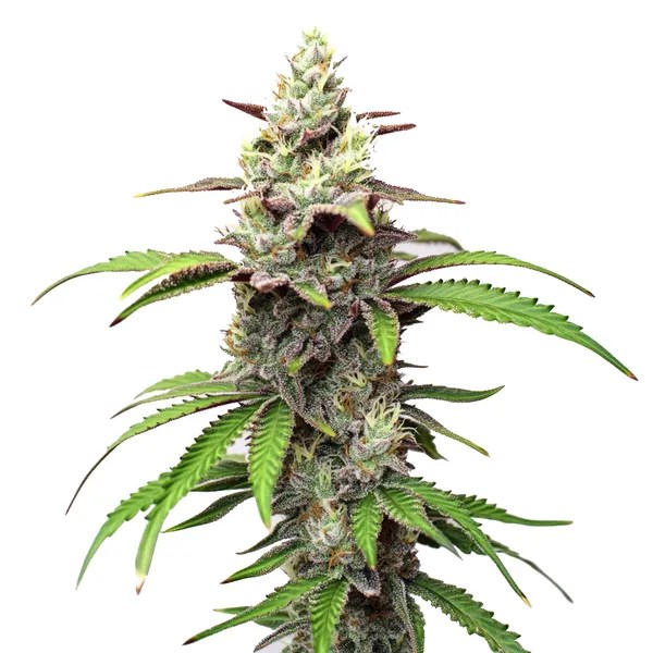 Gush Mints cannabis seeds from Blimburn Seeds