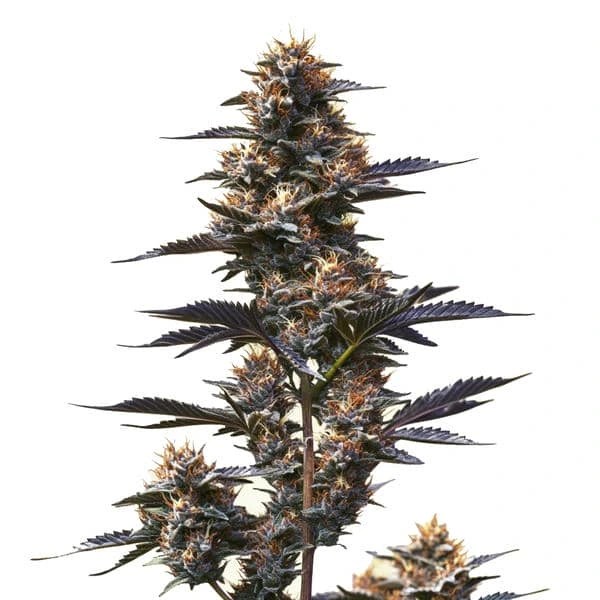 Jokerz cannabis seeds from Blimburn Seeds