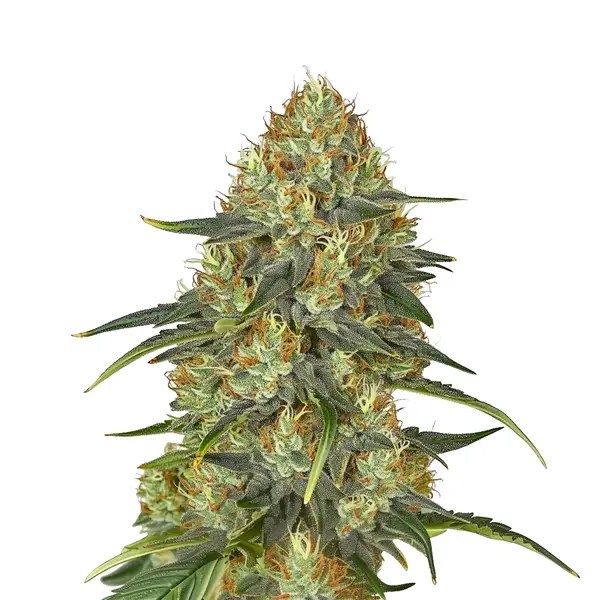 Jungle Lava cannabis seeds from Blimburn Seeds