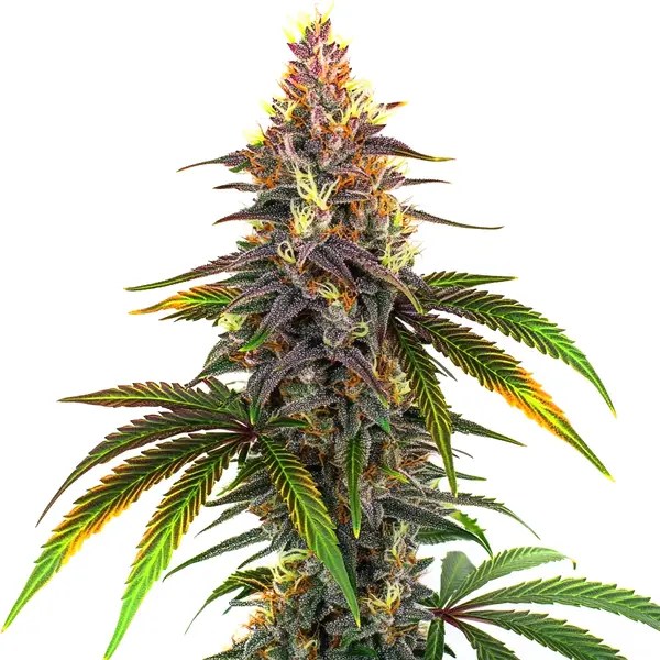 Kush Mints cannabis seeds from Blimburn Seeds