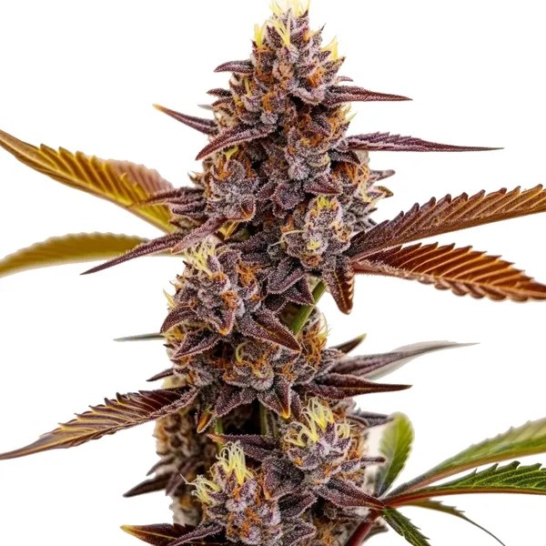 Mandarin Cookies cannabis seeds from Blimburn Seeds