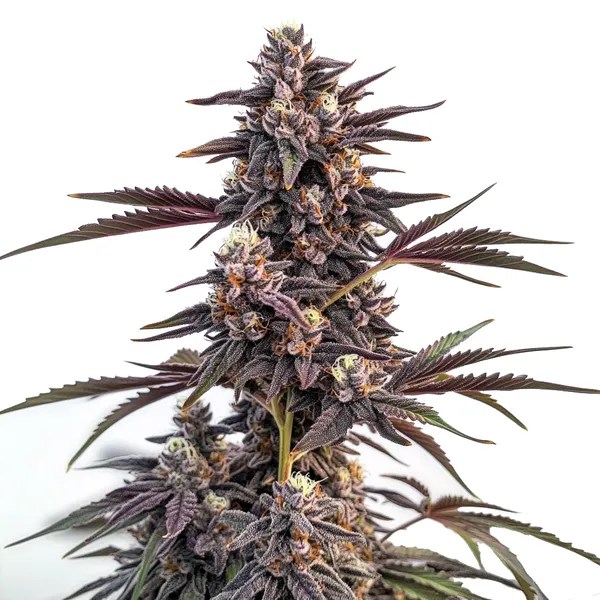 Moonshine Cookies cannabis seeds from Blimburn Seeds