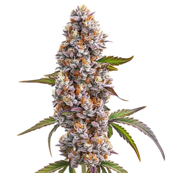 Reeze McFlurry cannabis seeds from Blimburn Seeds