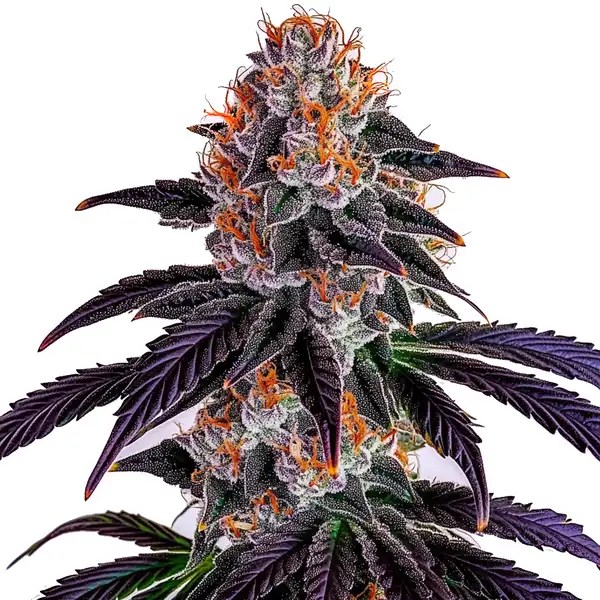 Sirius Black cannabis seeds from Blimburn Seeds