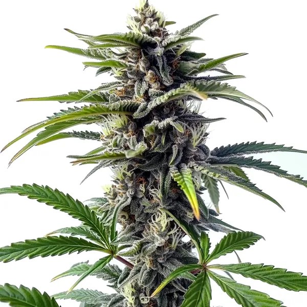 Star Killer Regular cannabis seeds from Blimburn Seeds