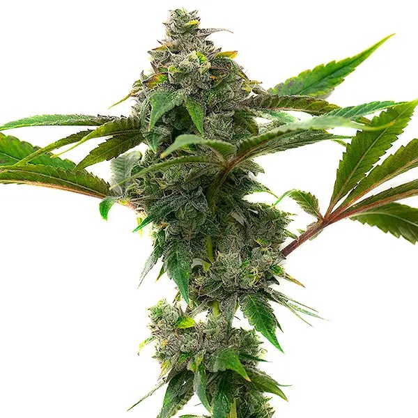 Mac and Cheese cannabis seeds from Blimburn Seeds