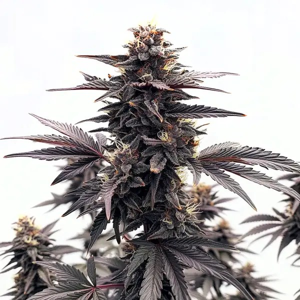Black Runtz cannabis seeds from Blimburn Seeds