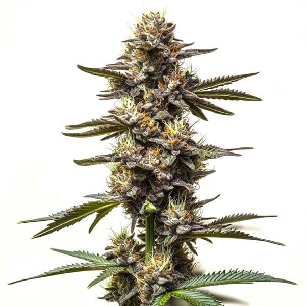 Cereal Milk cannabis seeds from Blimburn Seeds