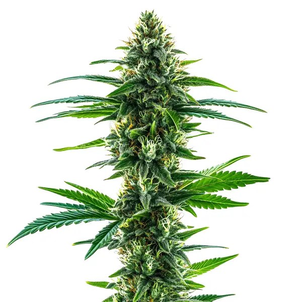 Khalifa Kush cannabis seeds from Blimburn Seeds