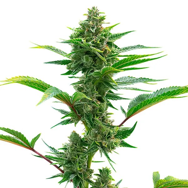 The Toad cannabis seeds from Blimburn Seeds