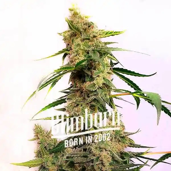 Cherry Ak Auto cannabis seeds from Blimburn Seeds