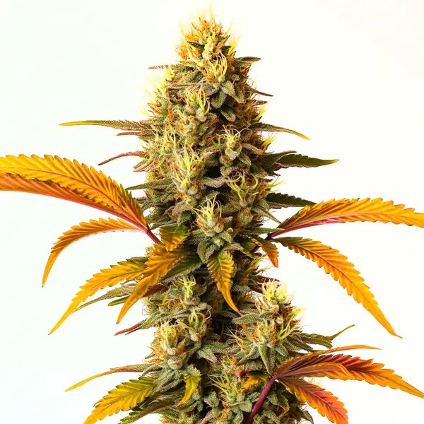 Hellfire OG Auto cannabis seeds from Blimburn Seeds