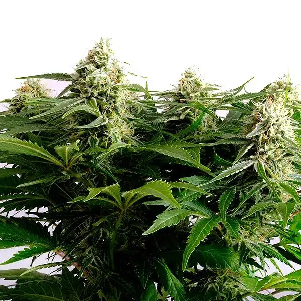 Colombian Jack cannabis seeds from Blimburn Seeds